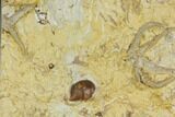 Rare Ordovician Starfish With Crinoid & Trilobite Fossils - Oklahoma #145031-2